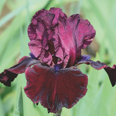 Neptune's Wine Bearded Iris